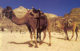 wadi rum - kamelen